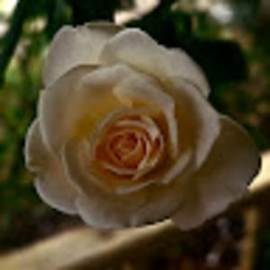 Meet your Posher, Hailey